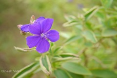 Tibouchina urvilleana